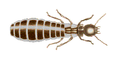 king termite