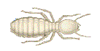 worker termite